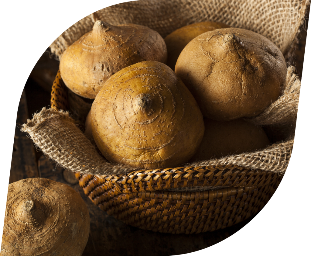 Jicama de Agua TecnoSeeds