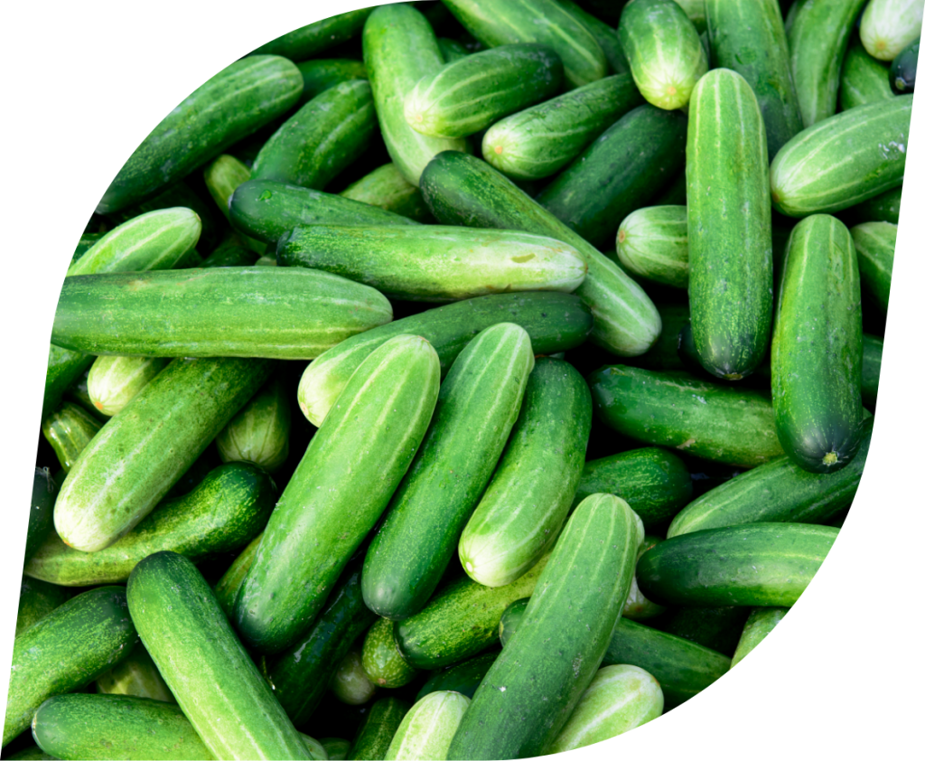 Pepino Poinsett TecnoSeeds