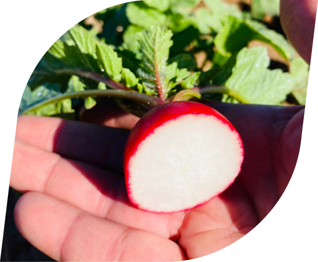 Rabano – TecnoSeeds